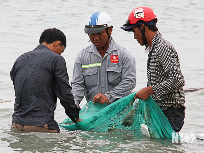 Đánh bắt cá dìa con